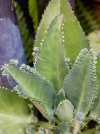 Non-gmo kalanchoe samen