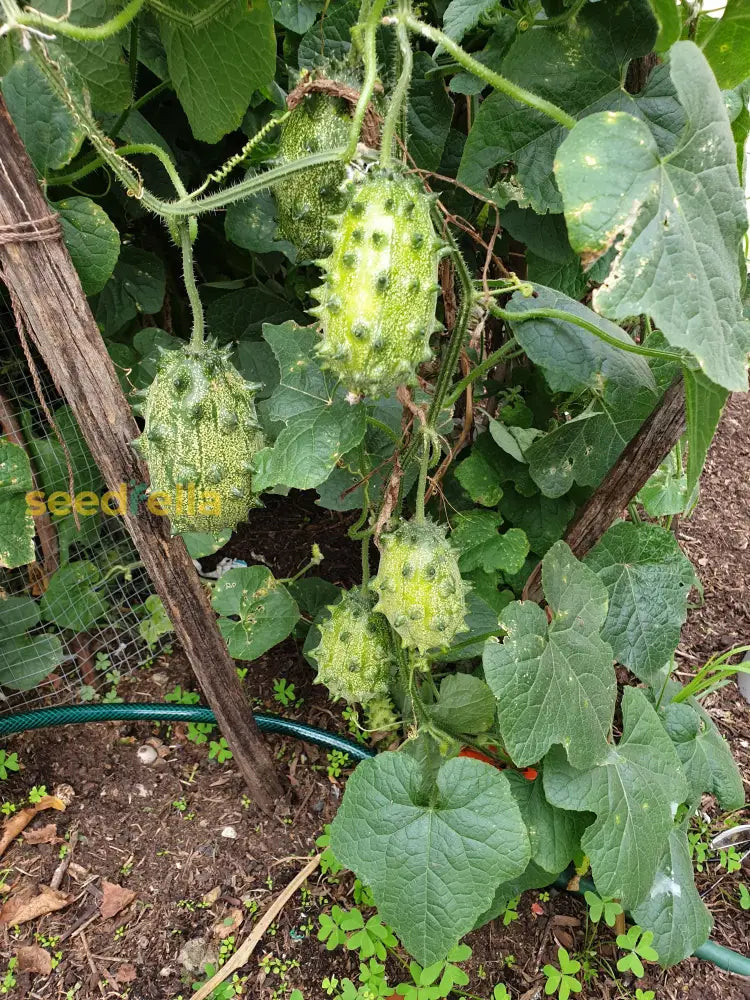 Non gmo kiwano horned melon samen für einfachen aussaat