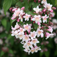 Weiß kolkwitzia blumen blooming in outdoor garten