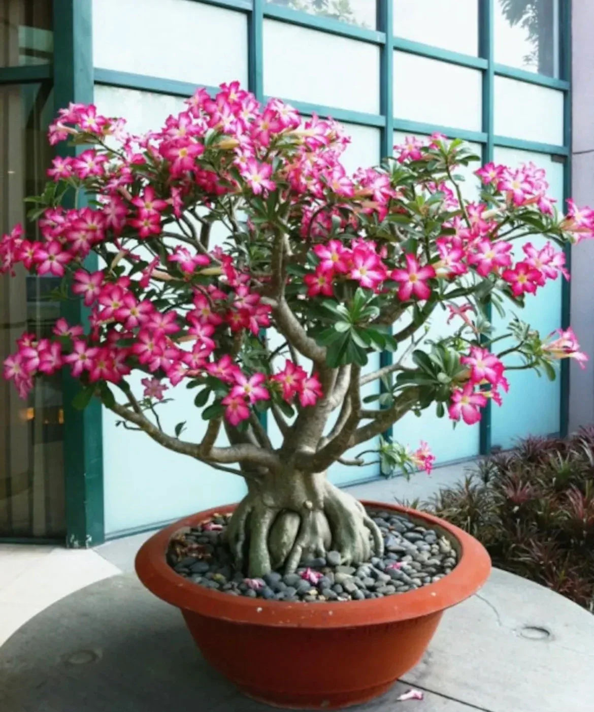 Non-gmo lady favorite bonsai rose samen