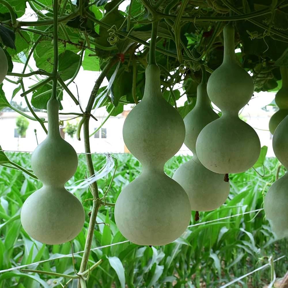 Non-gmo lagenaria pumpkin samen für home garten