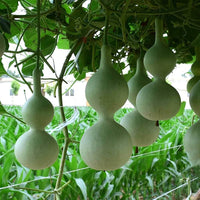Non-gmo lagenaria pumpkin samen für home garten