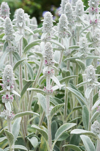 gentechnikfrei Lamb’s Ear Samen producing lavender Blume spikes