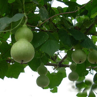 Non-gmo große bottle gourd samen