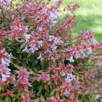Non-gmo lavender abelia blume samen