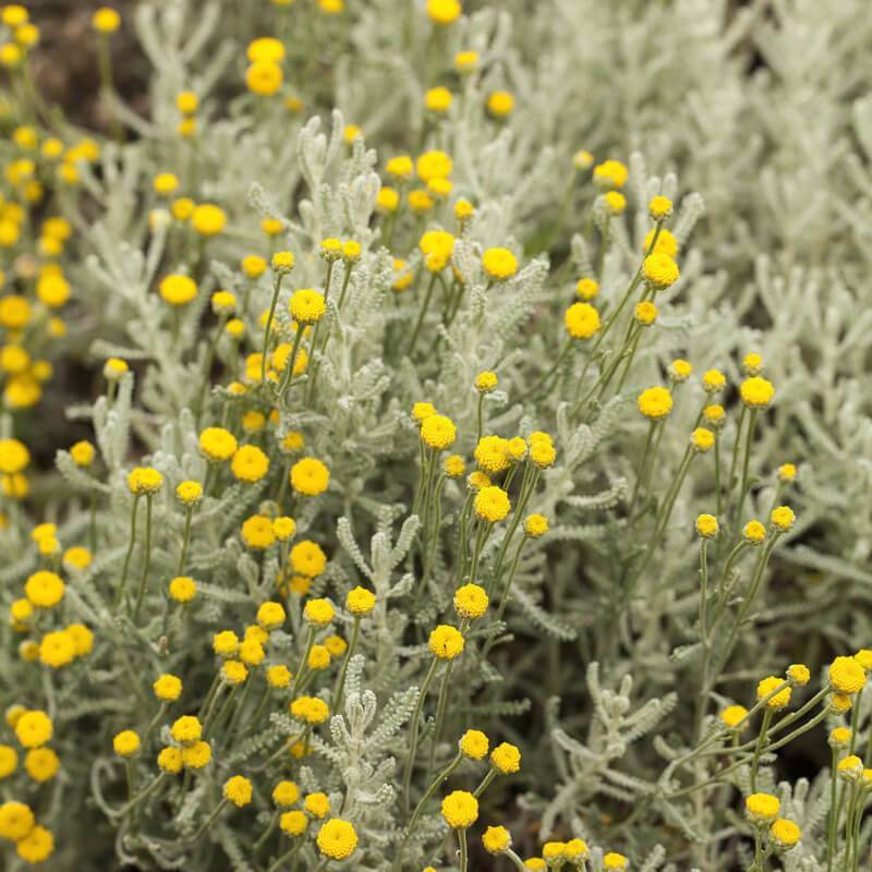 gentechnikfrei Lavender Cotton Samen for dry landscape gardens