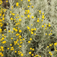 gentechnikfrei Lavender Cotton Samen for dry landscape gardens