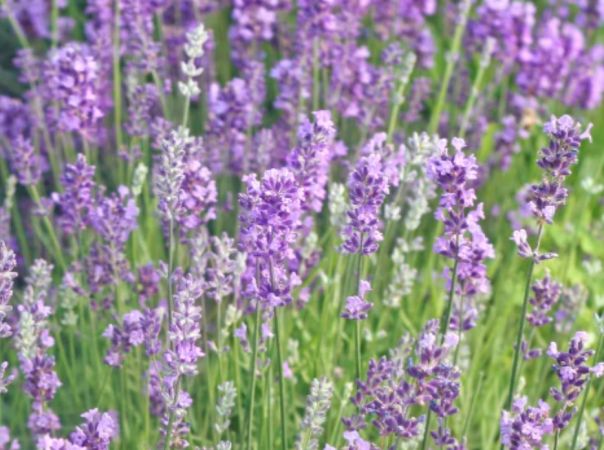 gentechnikfrei English Lavender Blume Samen for gardens