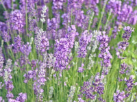 gentechnikfrei English Lavender Blume Samen for gardens