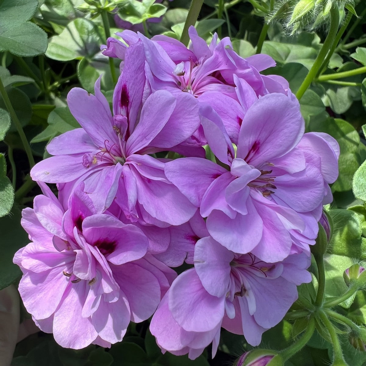 Non-gmo big blooms lavender geranium samen for gardening