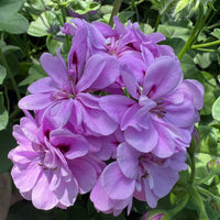 Non-gmo big blooms lavender geranium samen for gardening