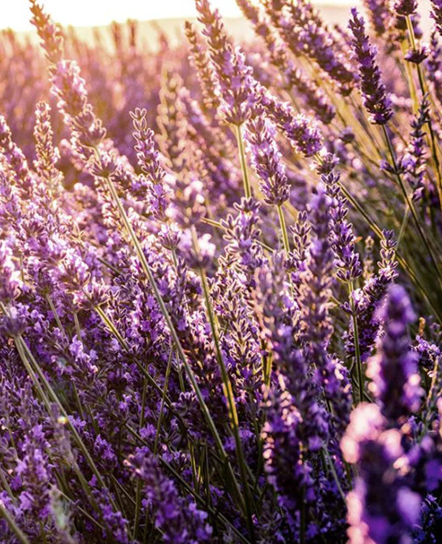 Non-gmo lavender blume samen
