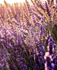 Non-gmo lavender blume samen