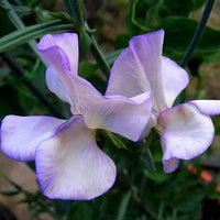Non-gmo lavender sweet pea samen for gardening