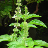 Non GMO Zitrone Basil Samen for Aussaat