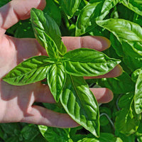 gentechnikfrei Zitrone Basil Samen for ornamental Kraut gardens