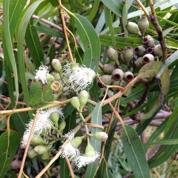 gentechnikfrei Zitrone Eucalyptus Pflanze Samen for landscaping