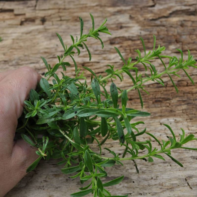 gentechnikfrei Zitrone Savory Kraut Samen for borders and containers