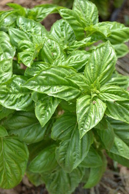 gentechnikfrei Lettuce Leaf Basil Samen for decorative Kraut gardens