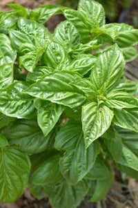 gentechnikfrei Lettuce Leaf Basil Samen for decorative Kraut gardens