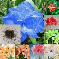 Non-gmo light blau amaryllis samen for home gardening