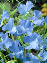 Non-gmo light blau sweet pea samen