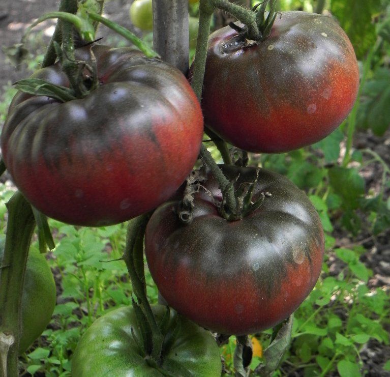 High germination helle brown tomato samen für gardening