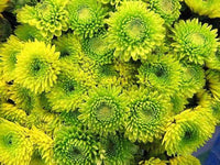 Non-gmo light grün aster samen for home gardens