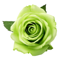 Non-gmo unique light grün rose samen for home gardening