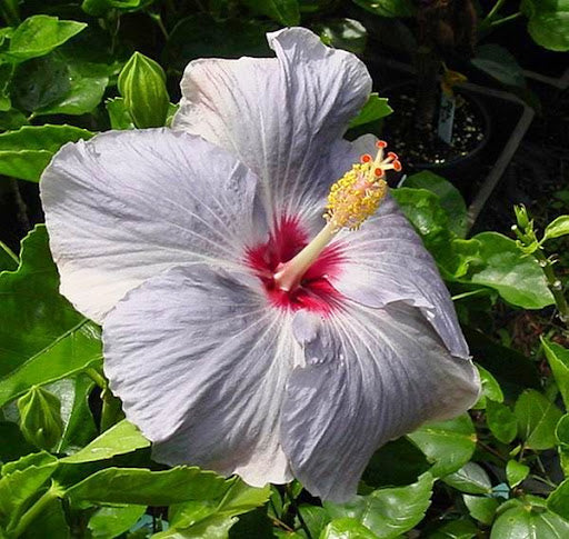 Non gmo light grey hibiscus samen