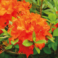 Non-gmo light orange azalea samen for home gardening