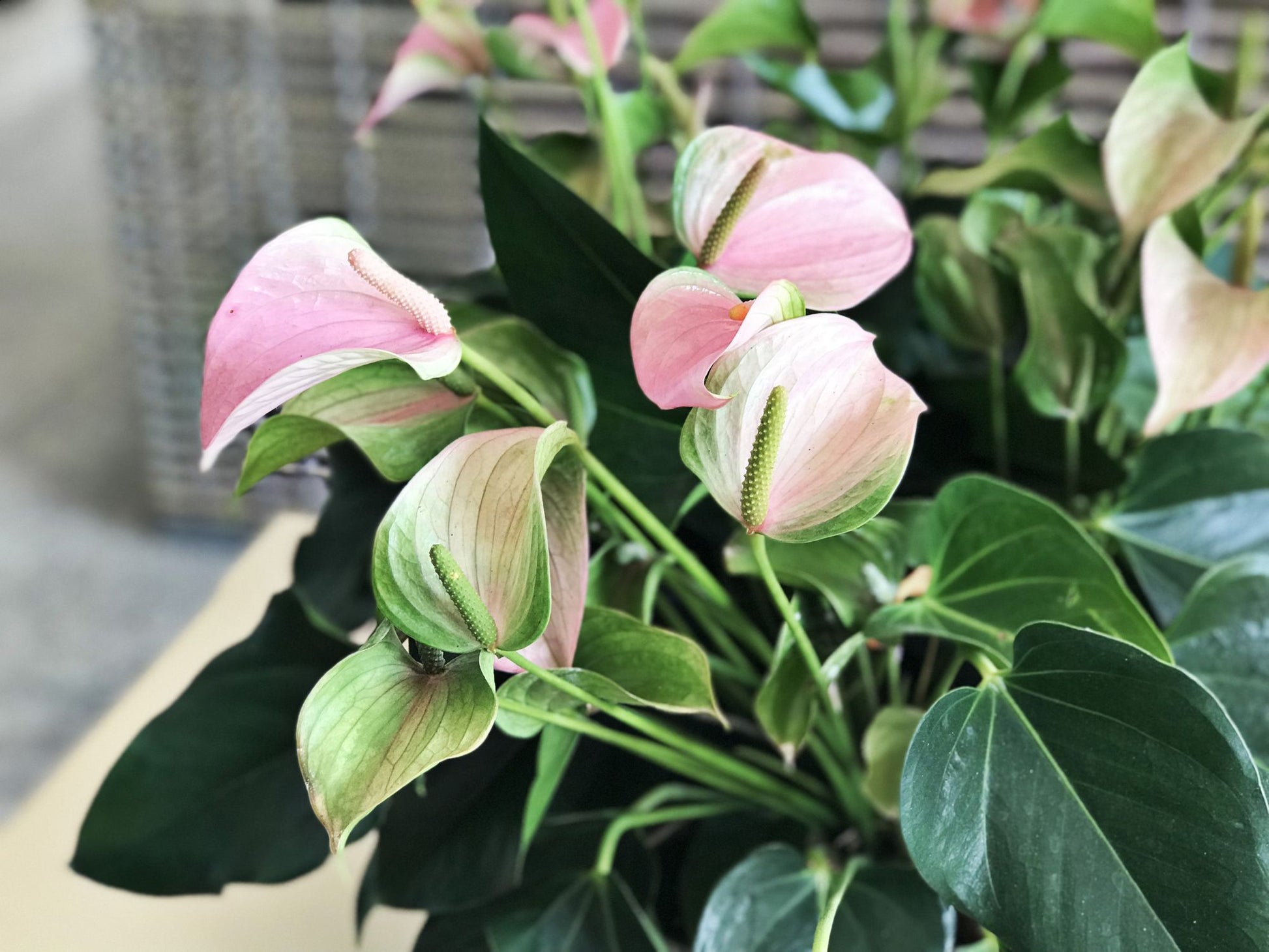 Non-gmo light rosa anthurium samen for easy anpflanzung