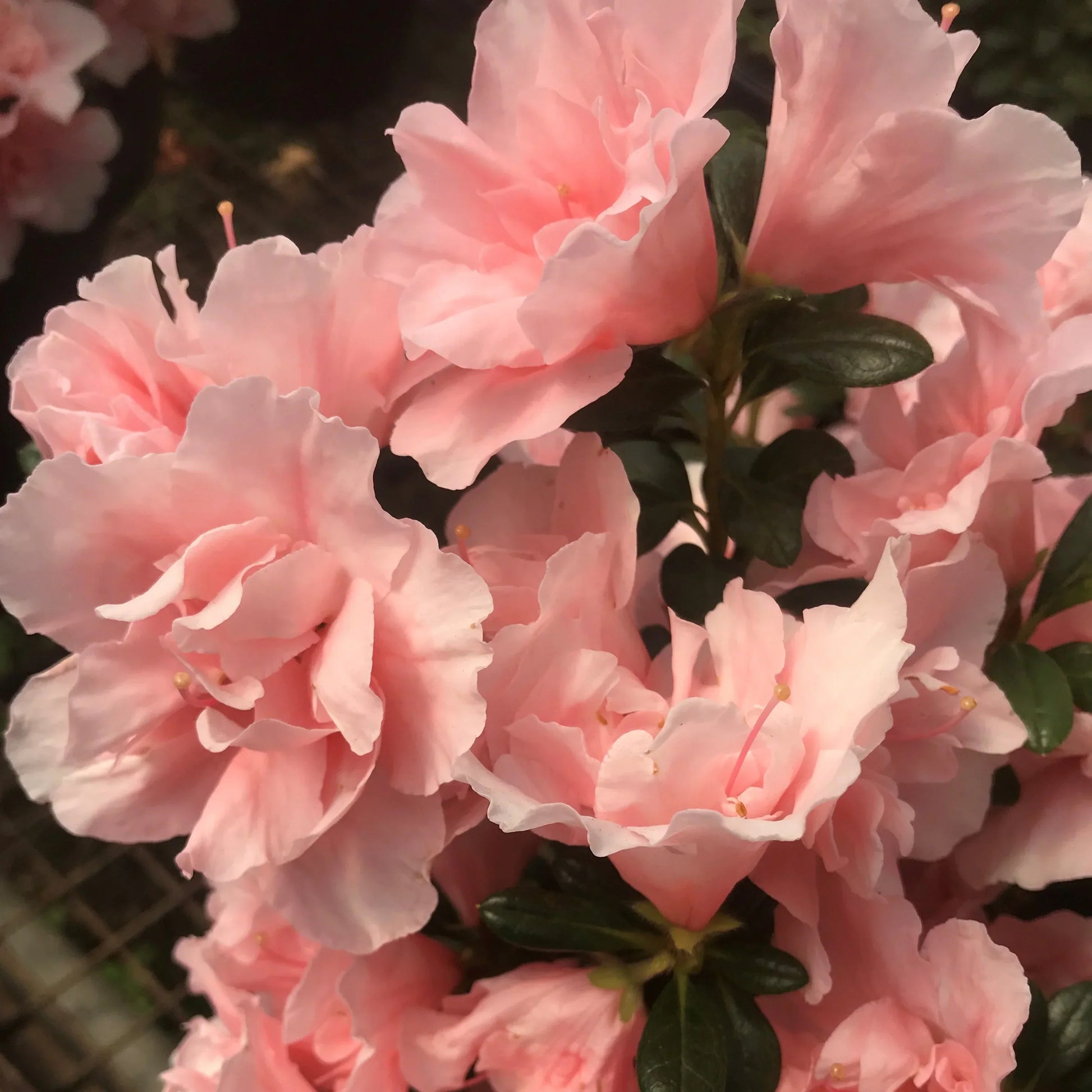 Non-gmo light rosa azalea blume samen