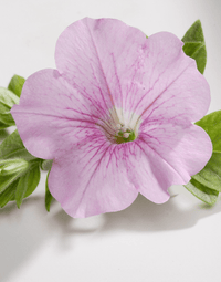 Premium non-gmo light rosa petunia samen