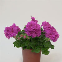 Premium non-gmo light lila geranium samen