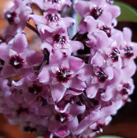 Non-gmo light lila hoya carnosa samen for home gardening