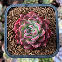 Non-gmo light rot echeveria purpusorum samen for home gardening
