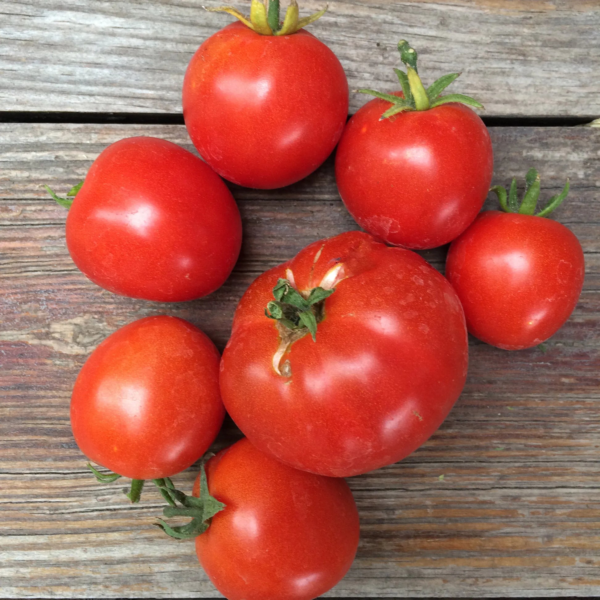 Non gmo helle red tomato samen