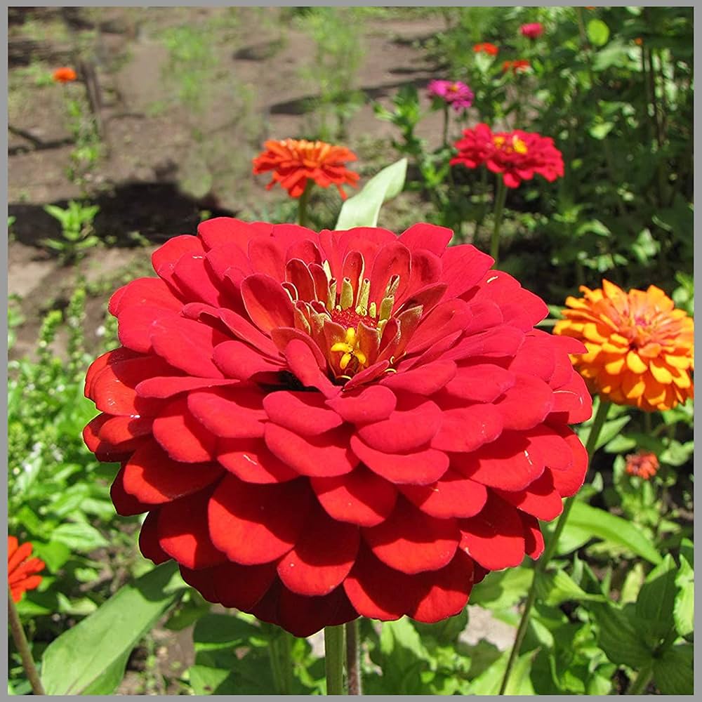 Non-gmo light rot zinnia blume samen