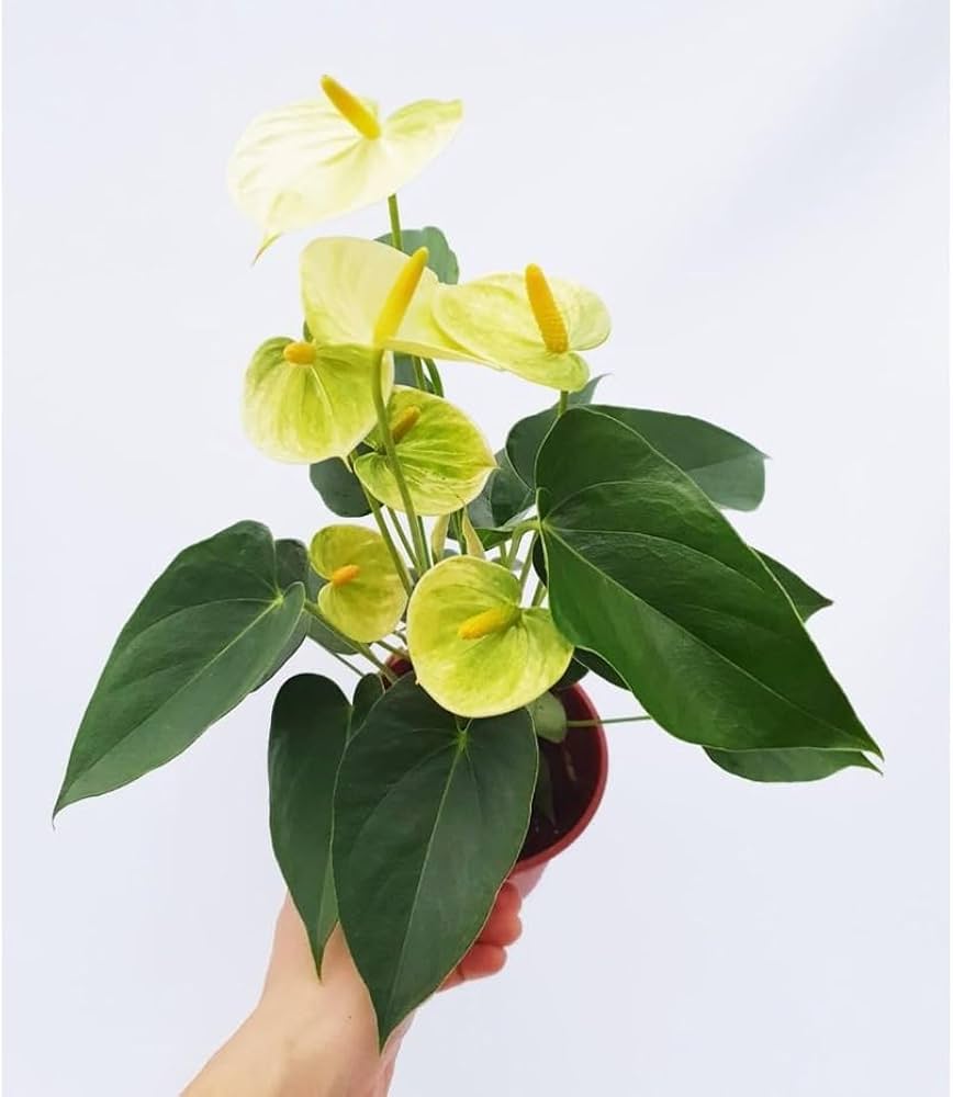 Non-gmo light gelb anthurium blume samen
