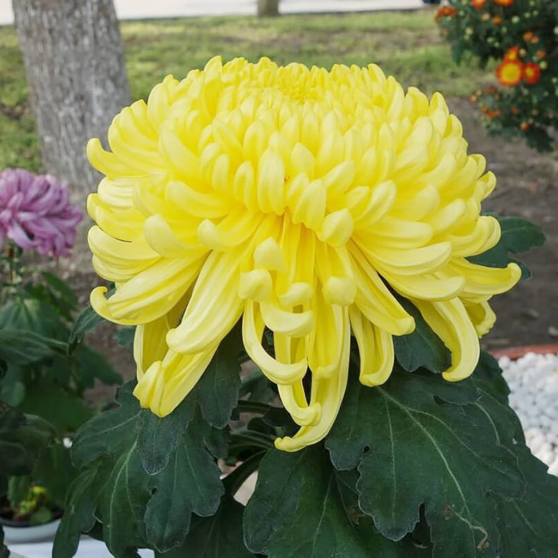 Non-gmo light gelb aster samen for gardening
