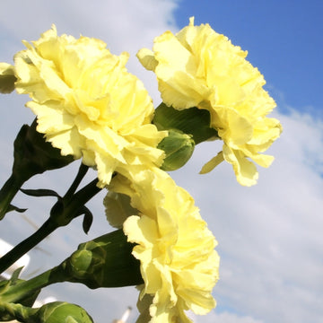 Non-gmo light gelb carnation samen for gardening