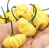 Non gmo helle gelbe chili pepper samen
