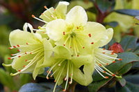 Non-gmo light gelb rhododendron samen for home gardening