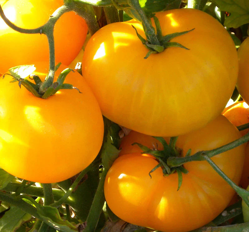Non gmo helle gelbe tomato samen