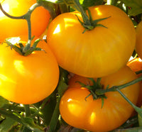 Non gmo helle gelbe tomato samen