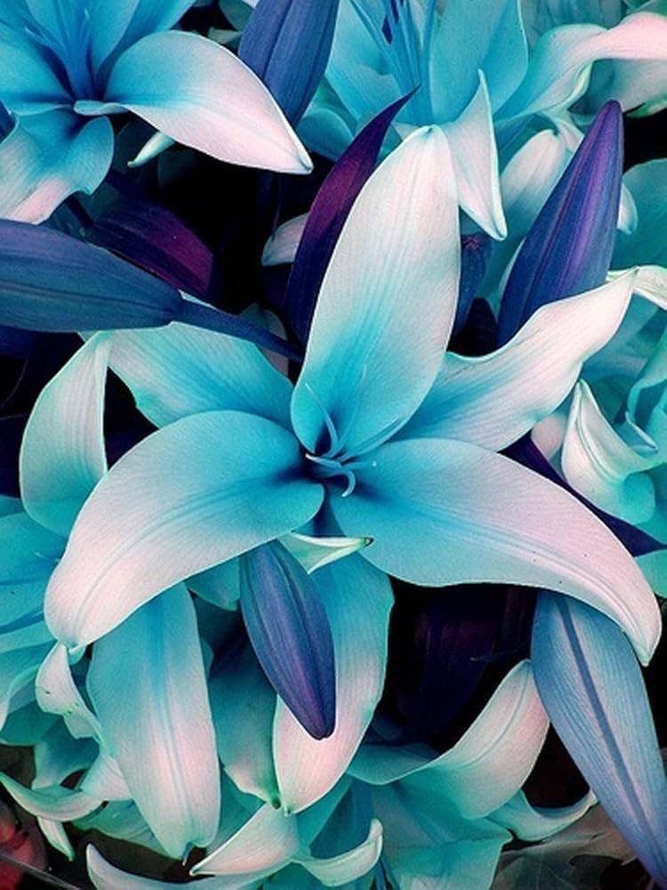 Non gmo lilium blume samen