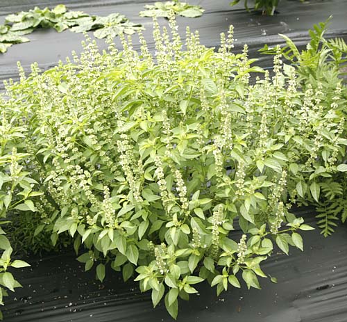 gentechnikfrei Lime Basil Kraut Samen for decorative gardens