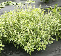 gentechnikfrei Lime Basil Kraut Samen for decorative gardens