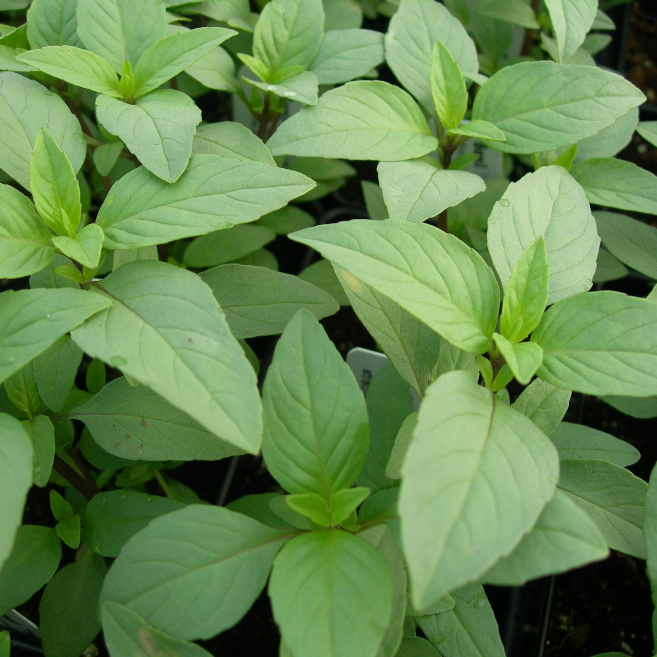 gentechnikfrei Lime Basil Samen planted in sunny Kraut Garten borders